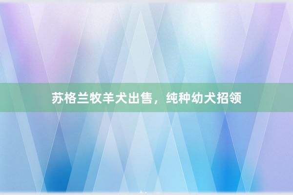 苏格兰牧羊犬出售，纯种幼犬招领
