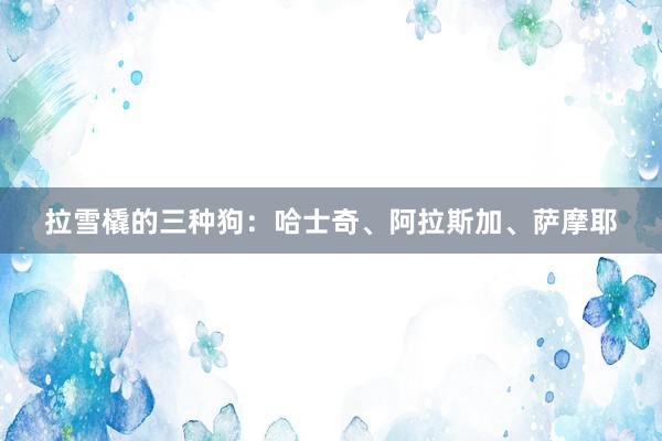 拉雪橇的三种狗：哈士奇、阿拉斯加、萨摩耶